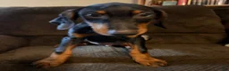Doberman Pinscher dogs for sale: Clinton - Ad 3