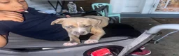 American Bully dogs for sale: American Bully 1 - Ad 2