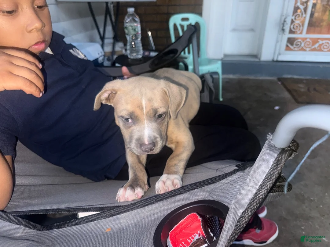 American Bully dogs for sale: American Bully 1 - Ad 2