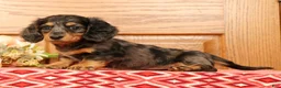 Miniature Dachshund dogs for sale: Tina - Ad 4