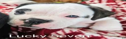 Olde English Bulldogge dogs for sale: Lucky Seven MALE - Ad 2