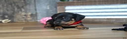 Miniature Dachshund dogs for sale: Belle - Ad 5