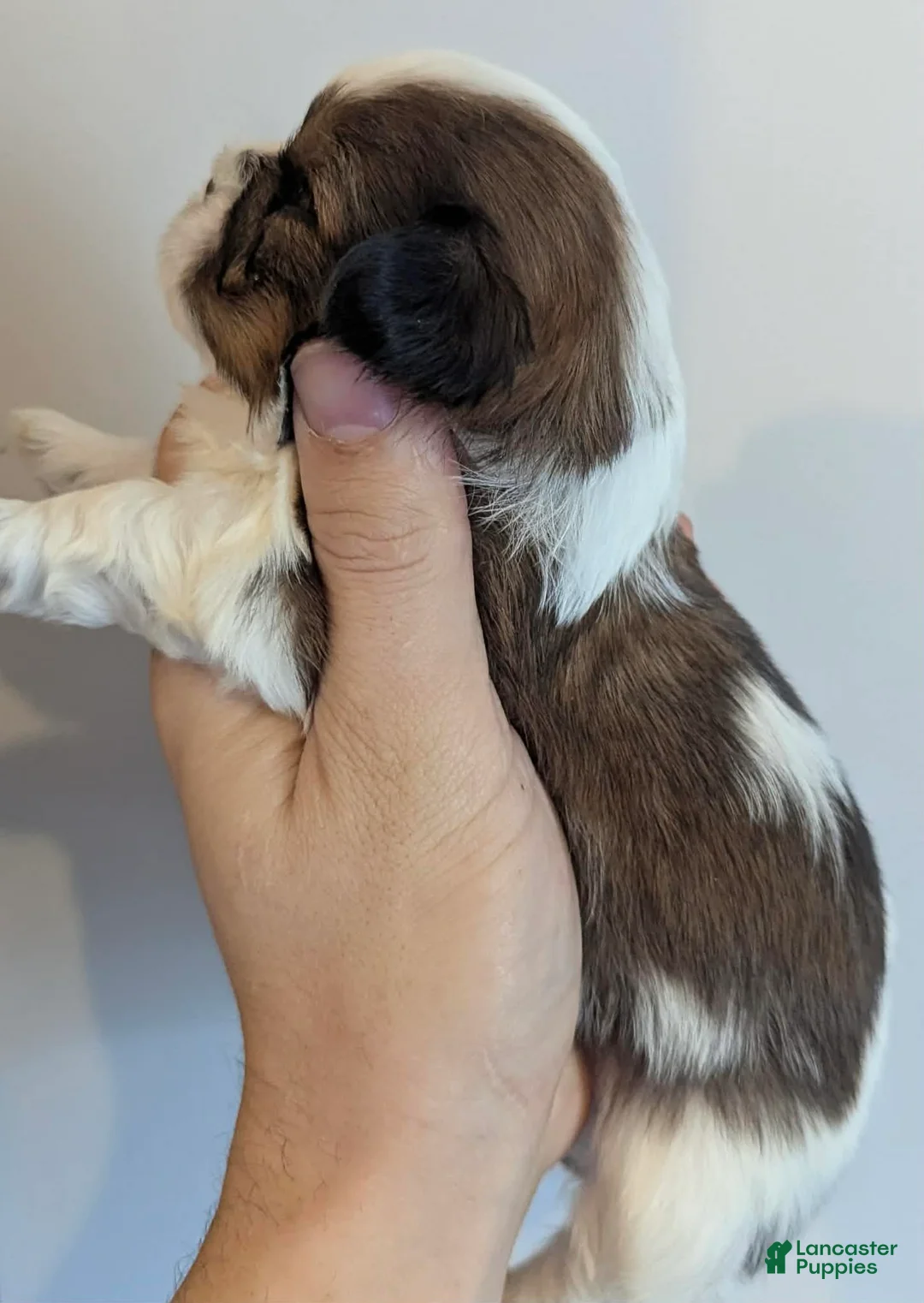 Shih Tzu dogs for sale: Ava - Ad 2