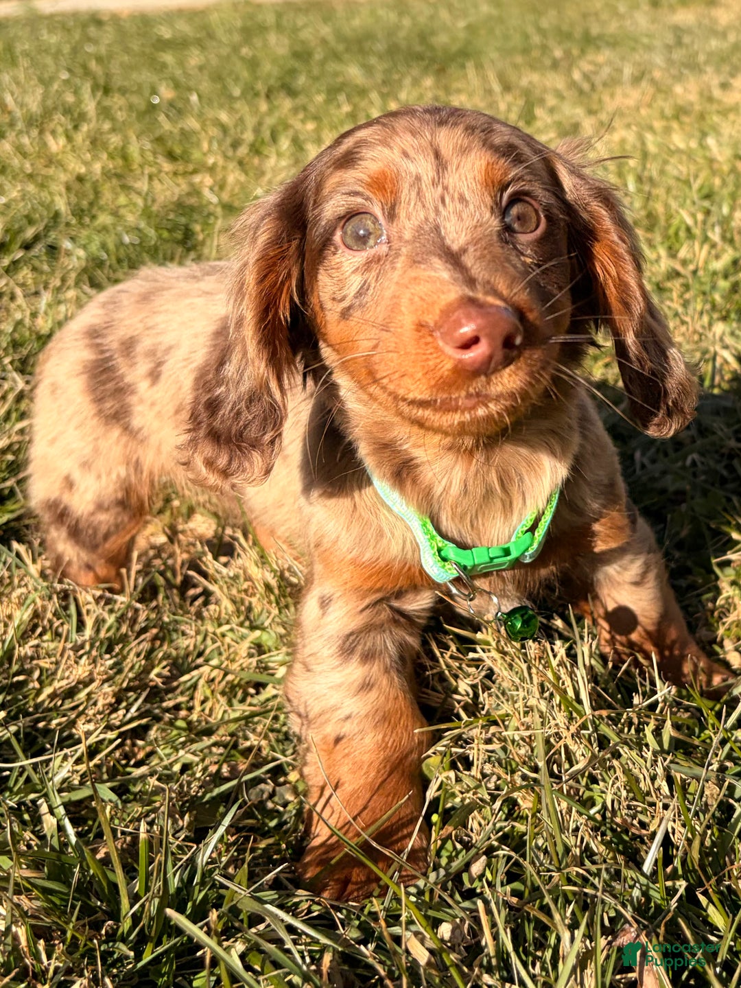 Miniature Dachshund dogs for sale: Loki - Ad 1