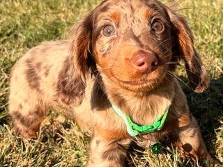 Miniature Dachshund dogs Loki - Ad 6