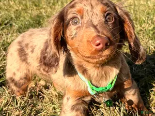 Miniature Dachshund dogs Loki - Ad 2