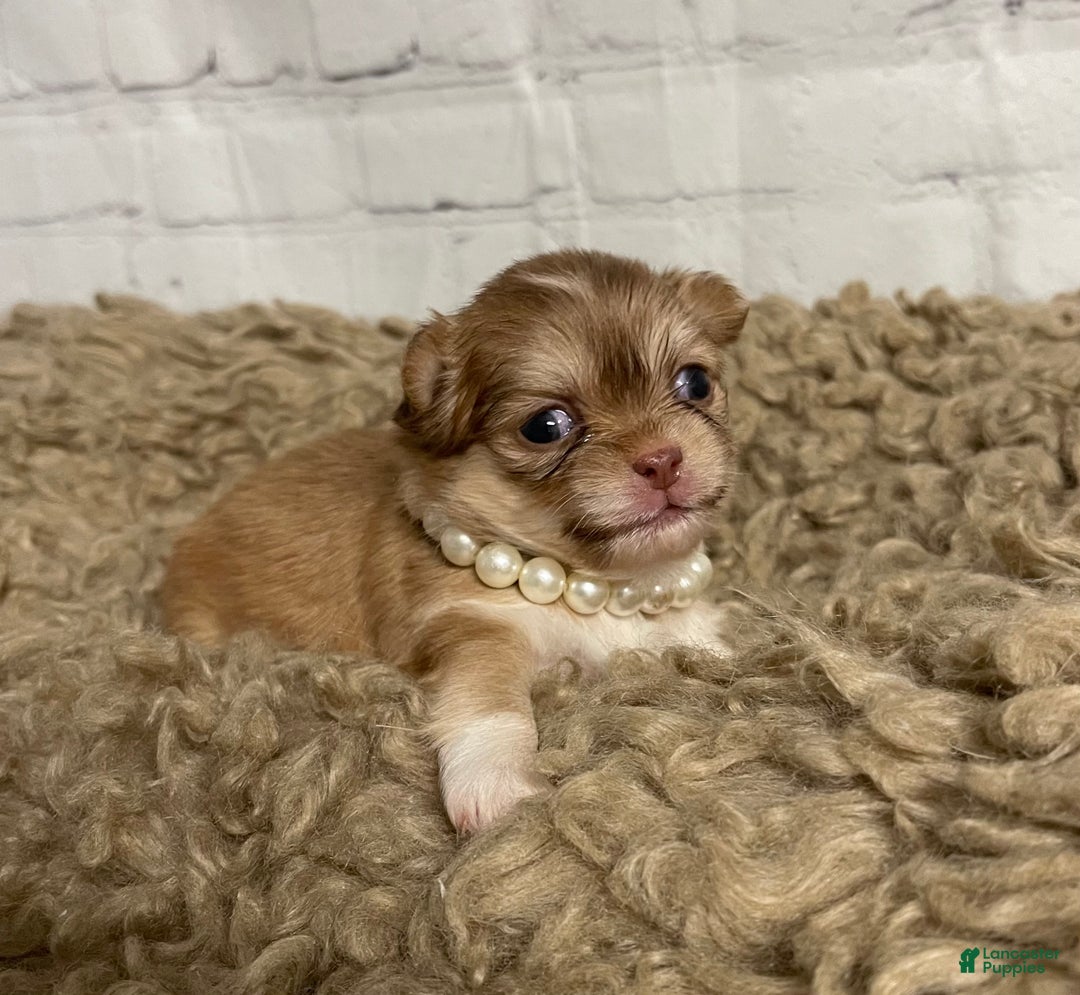 Chihuahua dogs for sale: Chihuahua Puppy 1 - Ad 4