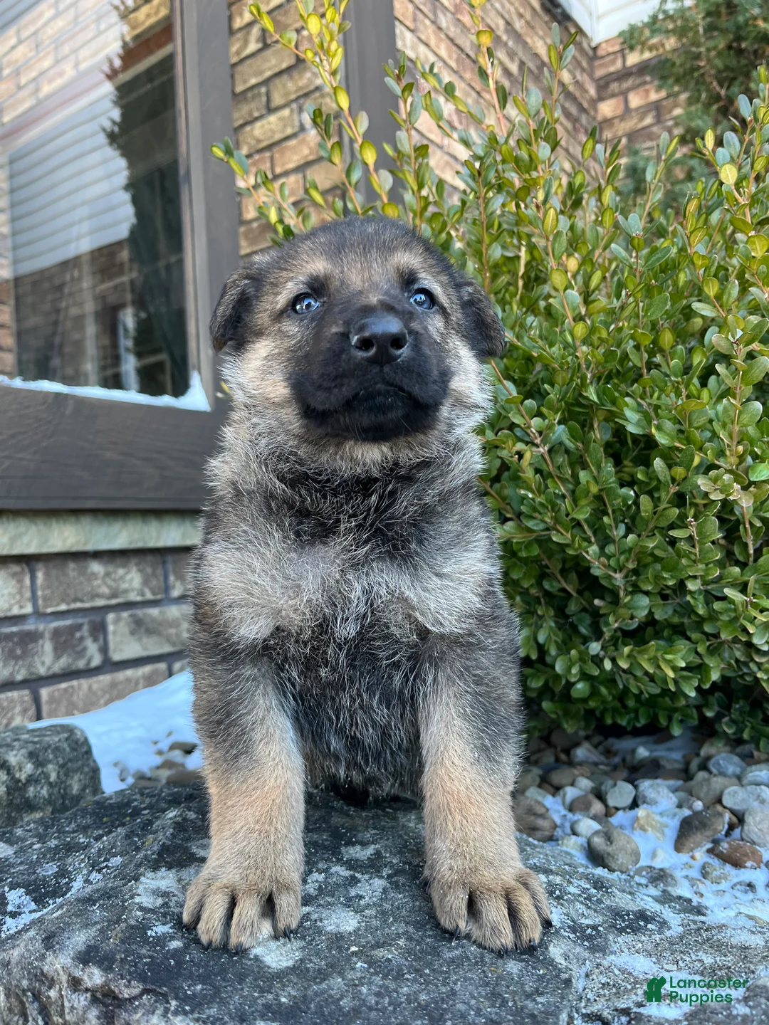 German Shepherd dogs for sale: Marlow - Ad 2