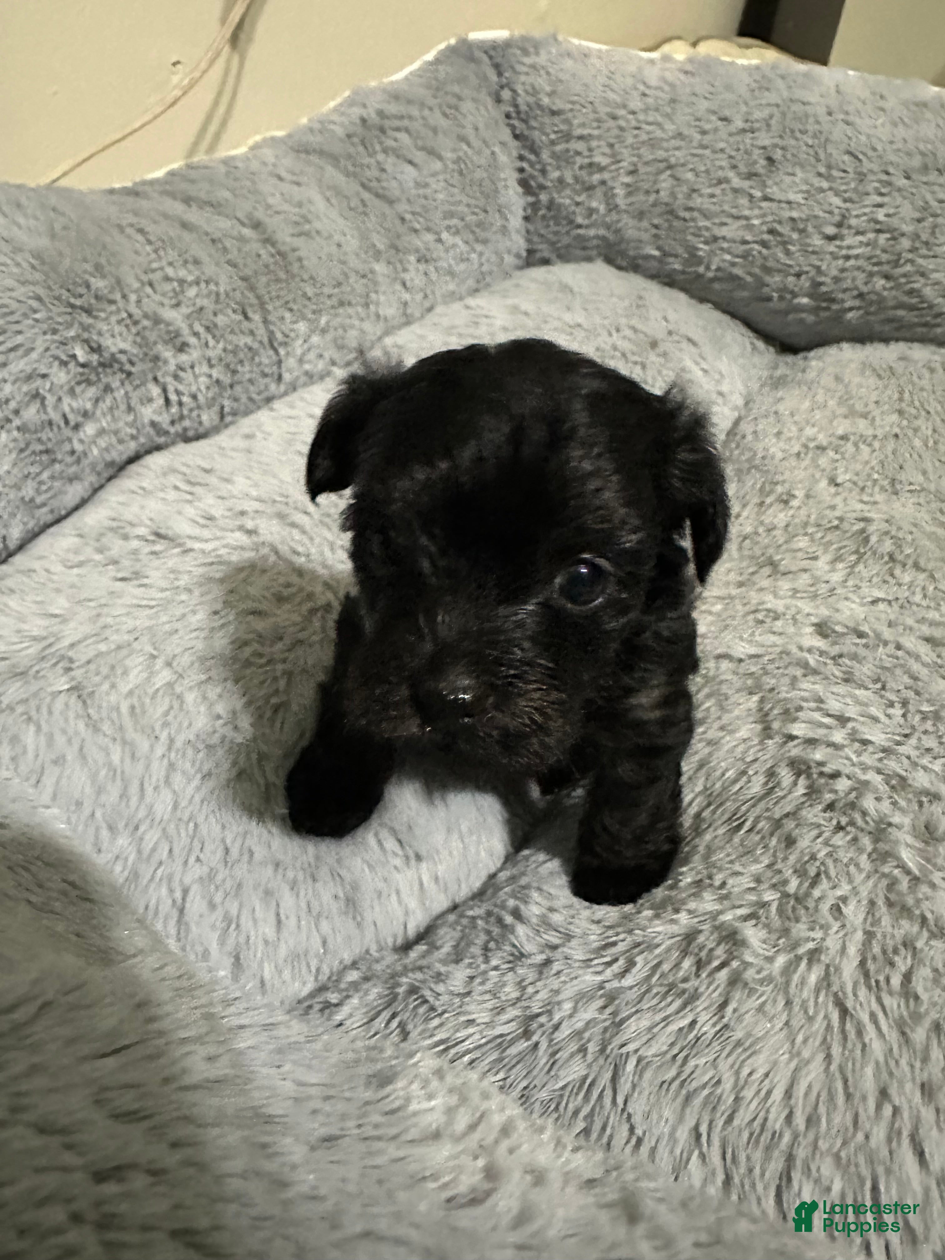 Mixed Breed dogs Mixed Breed Puppy 2 - Ad 23