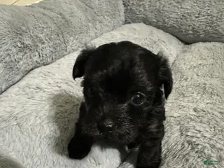 Mixed Breed dogs Mixed Breed Puppy 2 - Ad 23