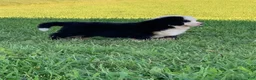 Bernese Mountain Dog dogs for sale: Rambo  - Ad 18