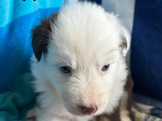 Australian Shepherd dogs for sale: Apple (AKC) - Ad 1