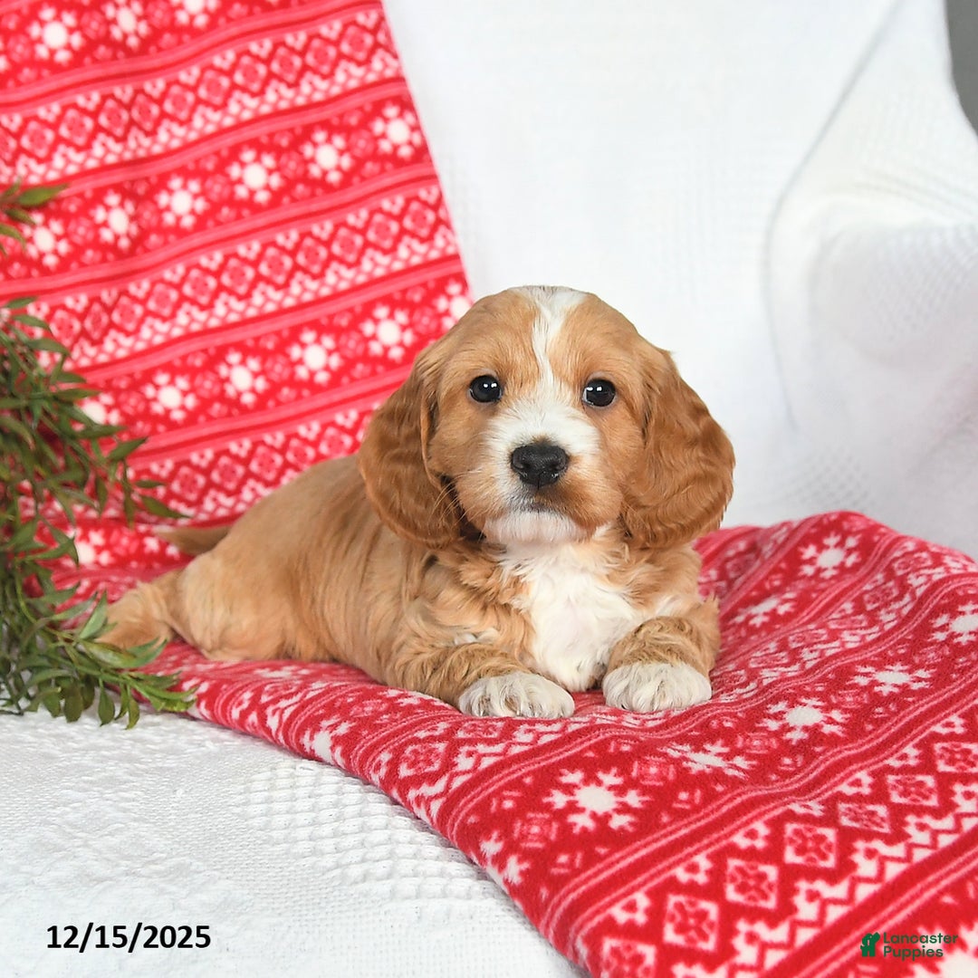 Cockapoo dogs for sale: Otter - Ad 4