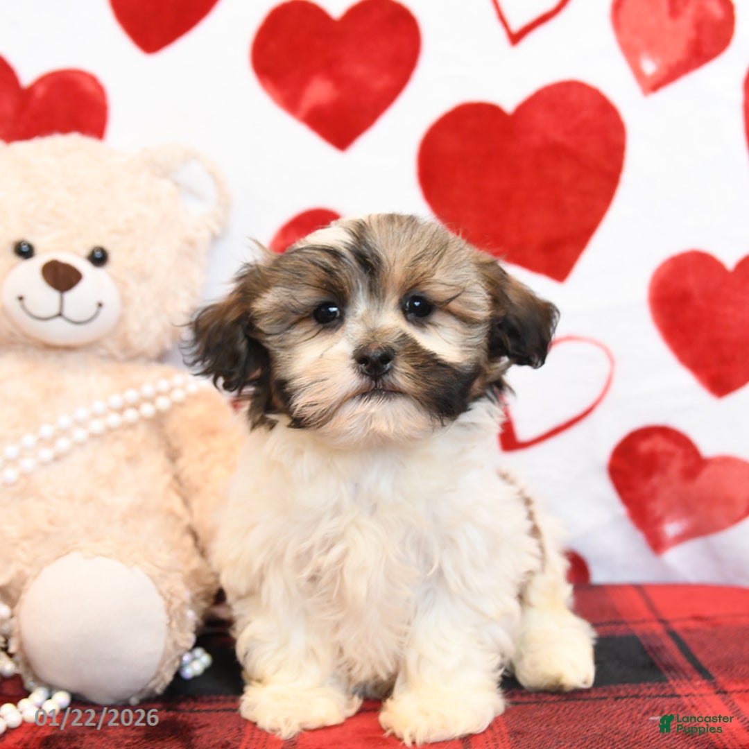 Malshi dogs for sale: Fifi - Ad 3