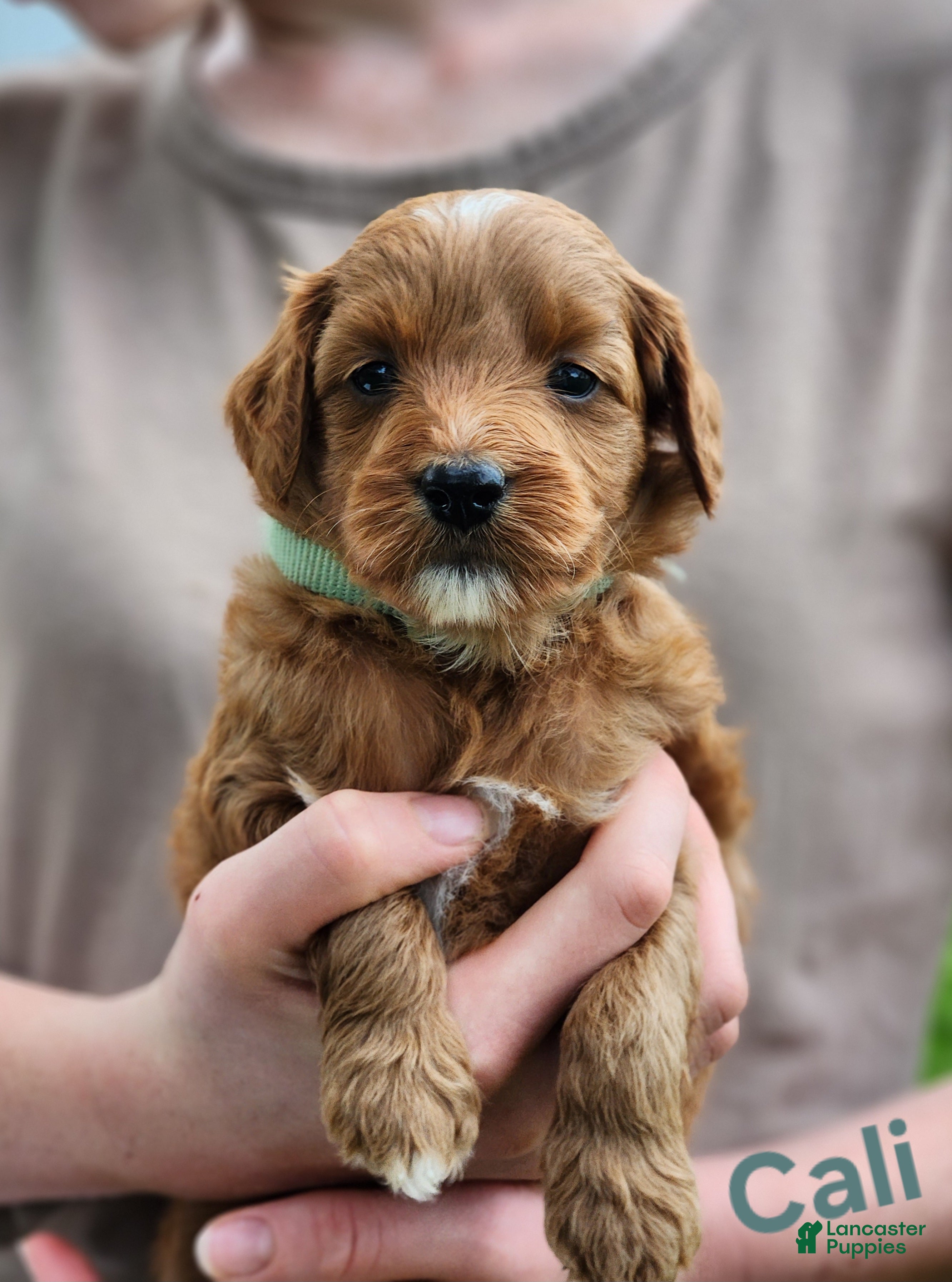 Miniature Labradoodle dogs Cali - Ad 1