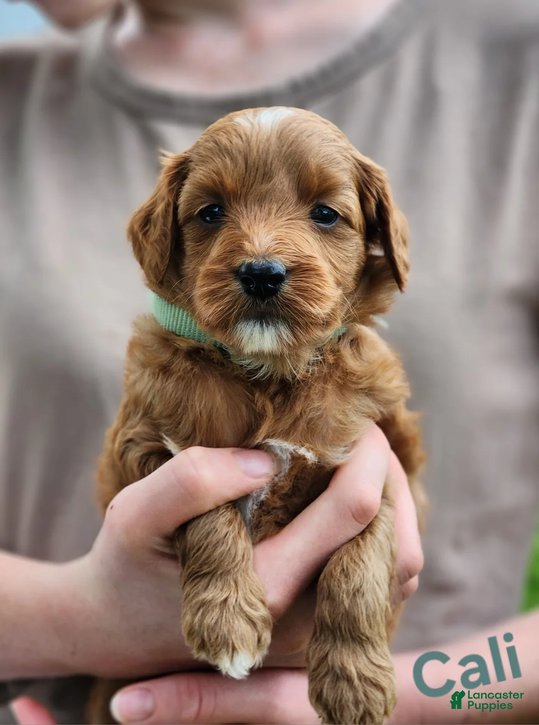 Miniature Labradoodle dogs for sale: Cali - Ad 1