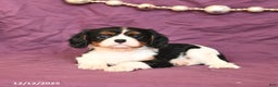 Cavalier King Charles Spaniel dogs for sale: Lucy - Ad 3