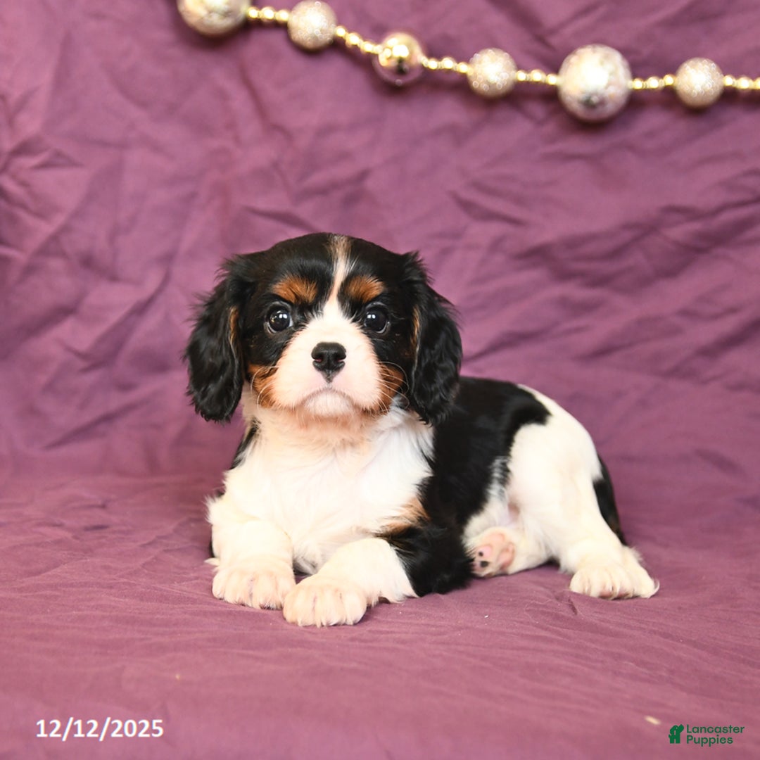 Cavalier King Charles Spaniel dogs for sale: Lucy - Ad 3