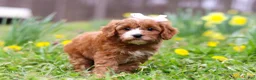 Cavapoo dogs for sale: Lily - Ad 4