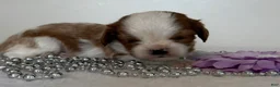 Cavalier King Charles Spaniel dogs for sale: Twinkle Cavalier King Charles Spaniel  - Ad 3