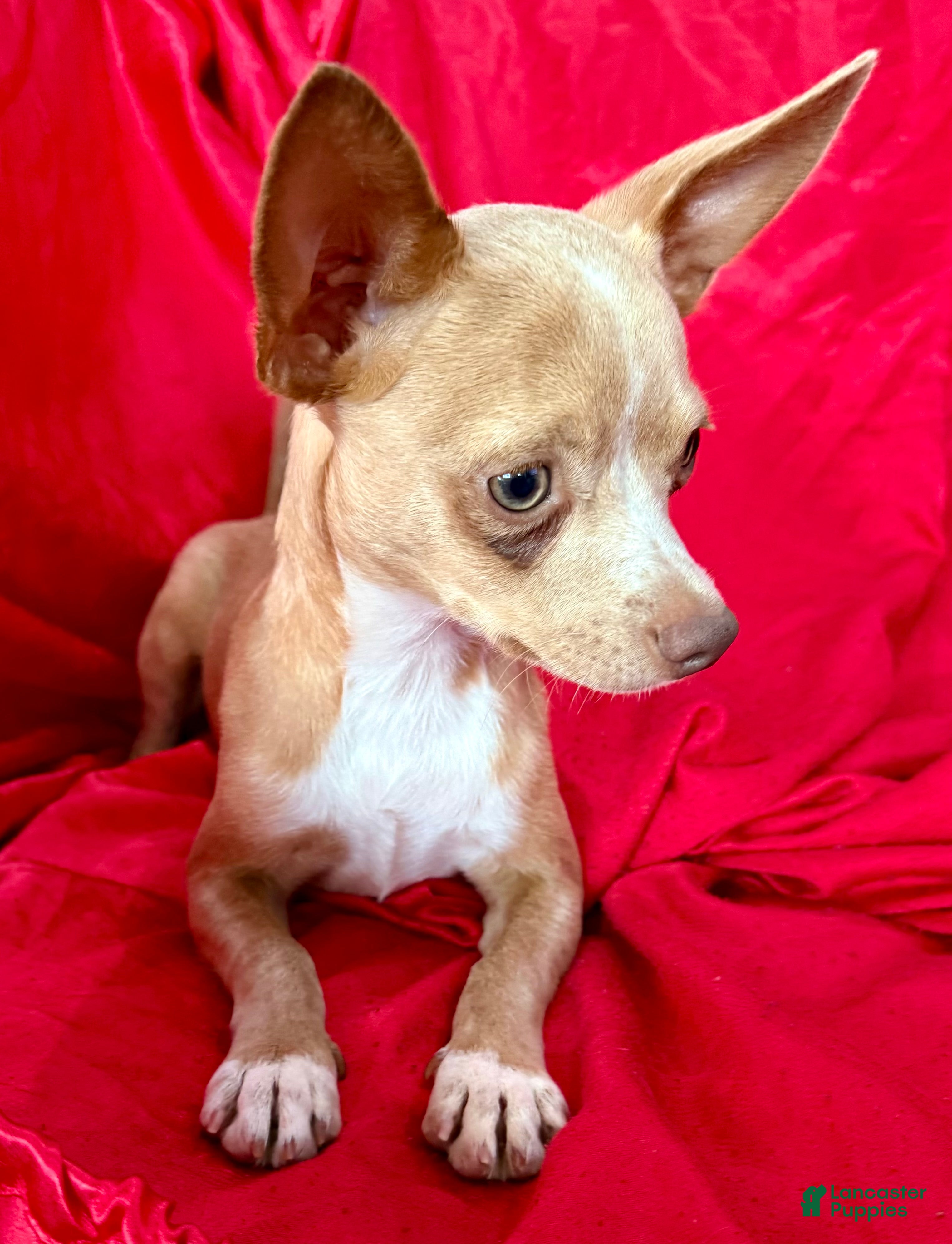 Chihuahua dogs for sale: Goldie - Ad 2