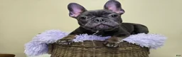 French Bulldog dogs for sale: Reba AKC frenchbulldog  - Ad 1