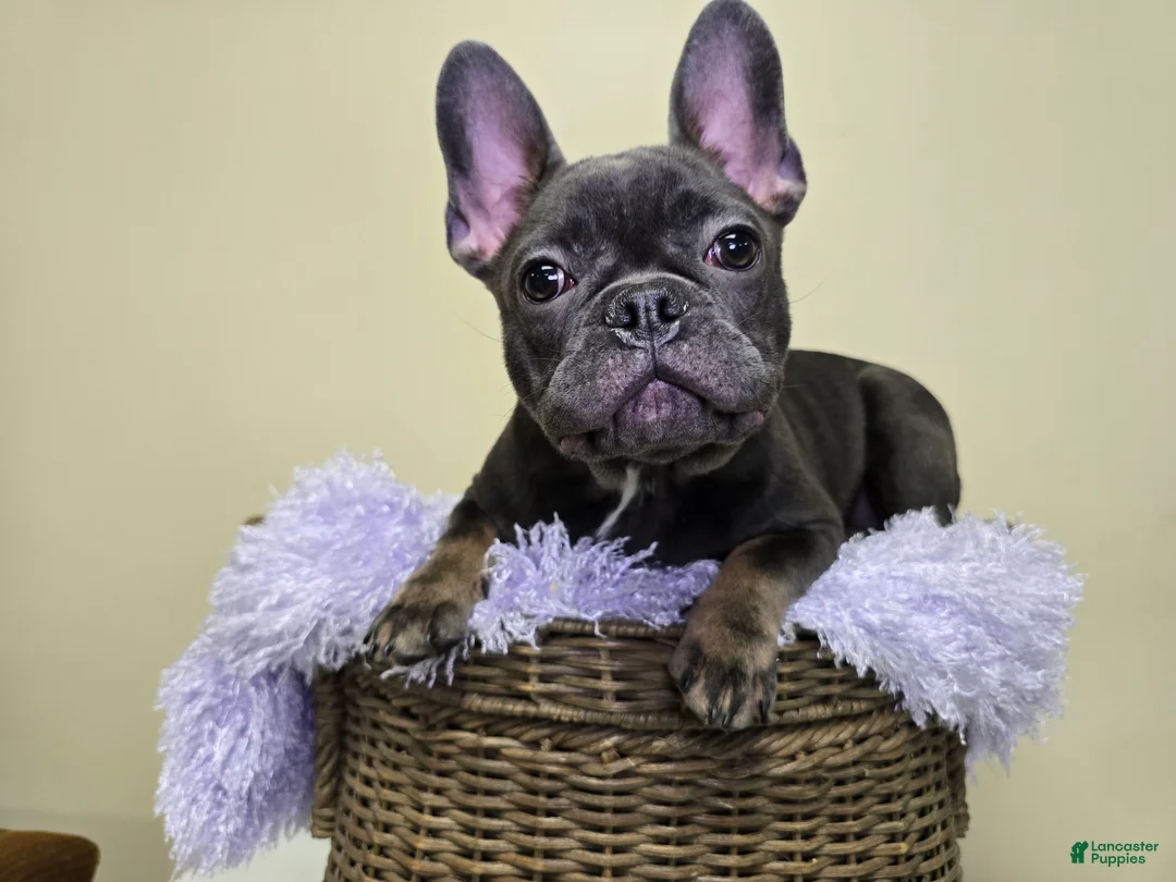 French Bulldog dogs for sale: Reba AKC frenchbulldog  - Ad 1
