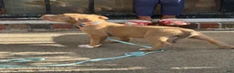 American Bully dogs for sale: Ruby - Ad 3