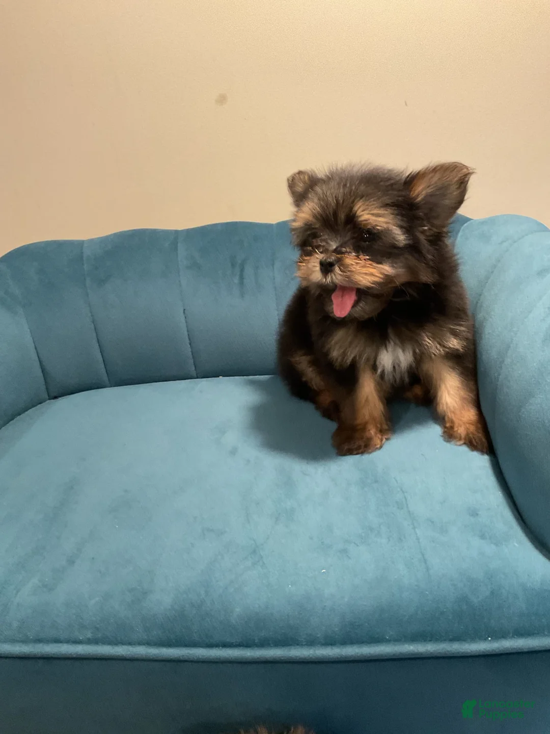 Gallery Image {{count}}