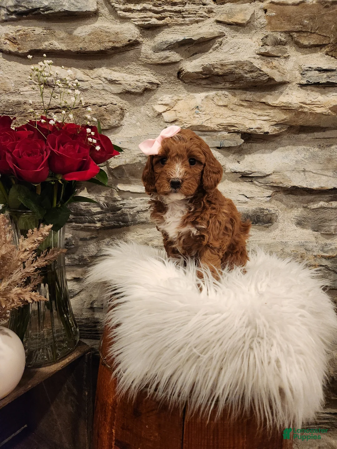 Mini Bernedoodle dogs for sale: CANDY - MINI BERNEDOODLE LOVELY PUPPY (RICHLAND, PA) - F1BB - Ad 6