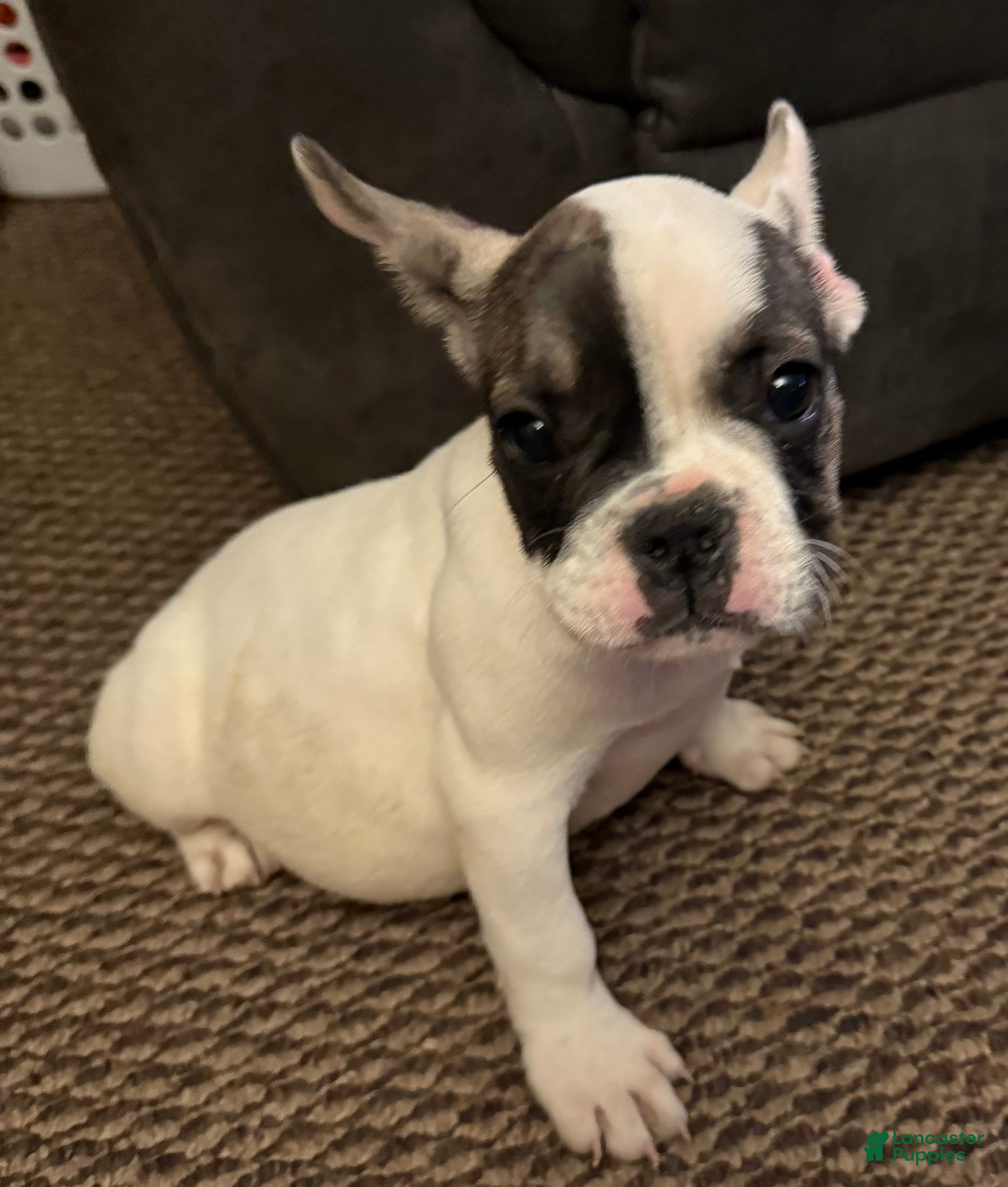 French Bulldog dogs French Bulldog Puppy 2 - Ad 5