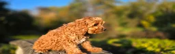 Cavapoo dogs for sale: Zach - Ad 3