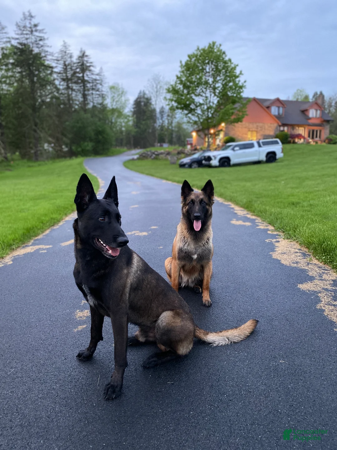 Belgian Malinois dogs for sale: Purple - Ad 2