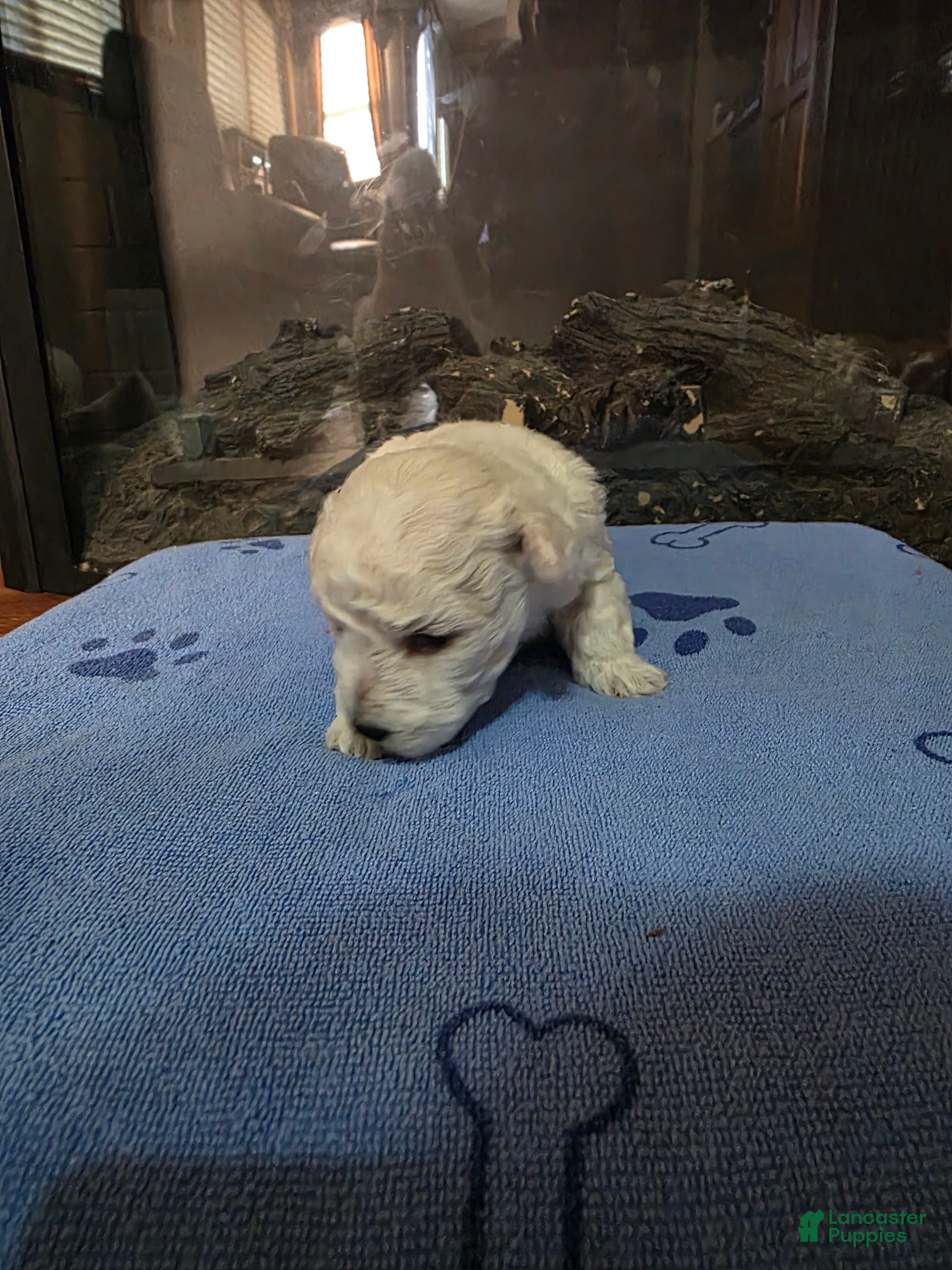 Maltipoo dogs Maltipoo Puppy 2 - Ad 14