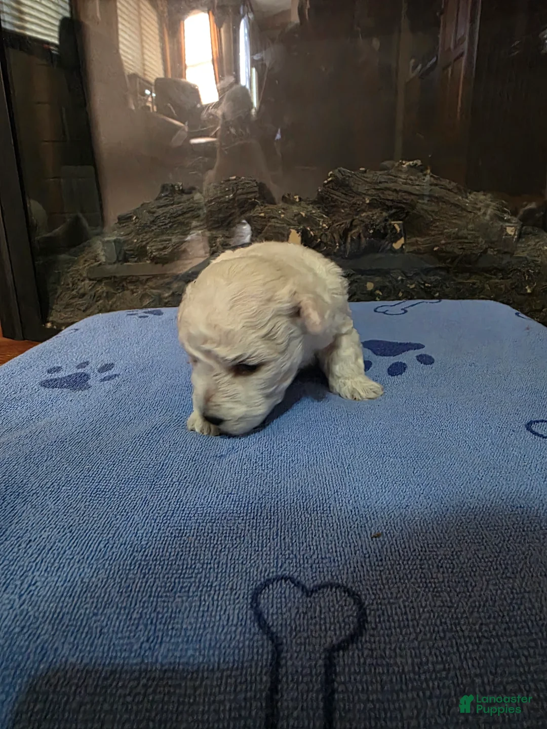 Maltipoo dogs for sale: Maltipoo Puppy 2 - Ad 1