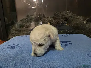 Maltipoo dogs Maltipoo Puppy 2 - Ad 11