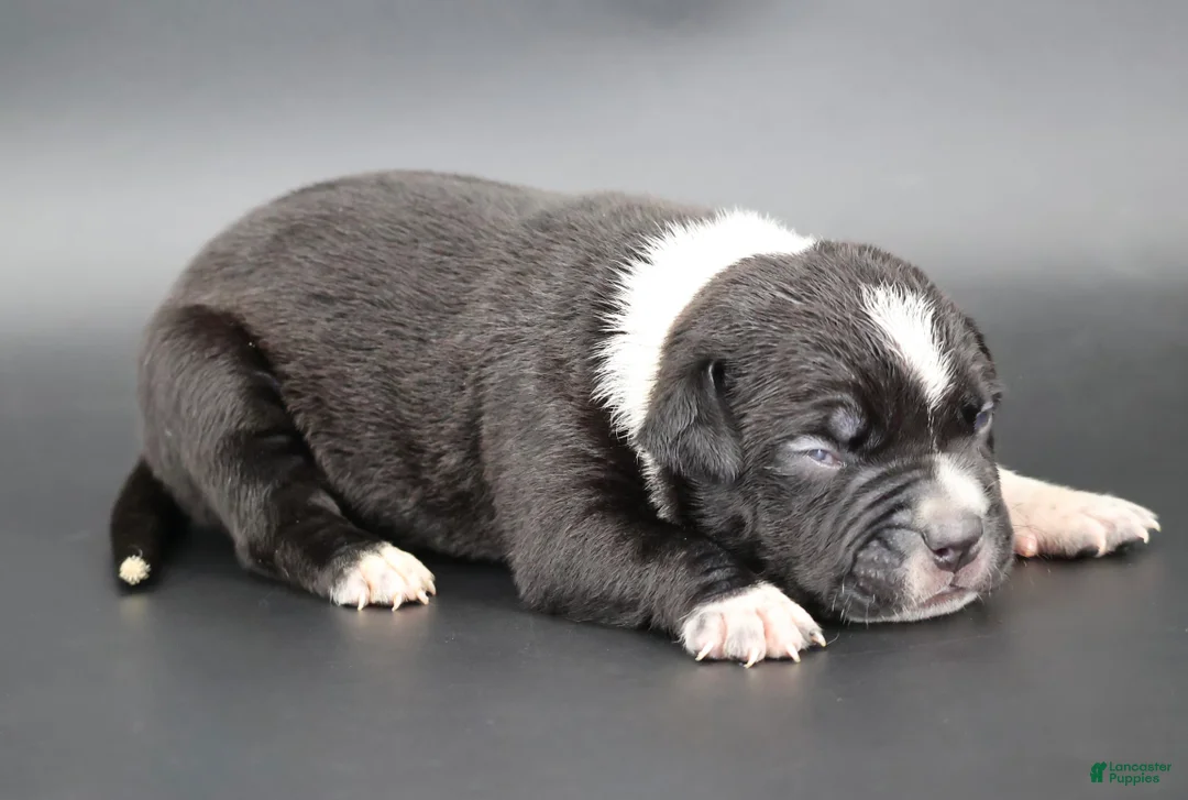 American Bully dogs for sale: Yarrow - Ad 1