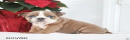 English Bulldog dogs for sale: Rusty - Ad 2