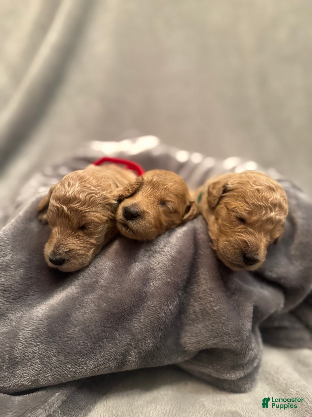 Goldendoodle dogs for sale: Goldendoodle Puppy 5 - Ad 2