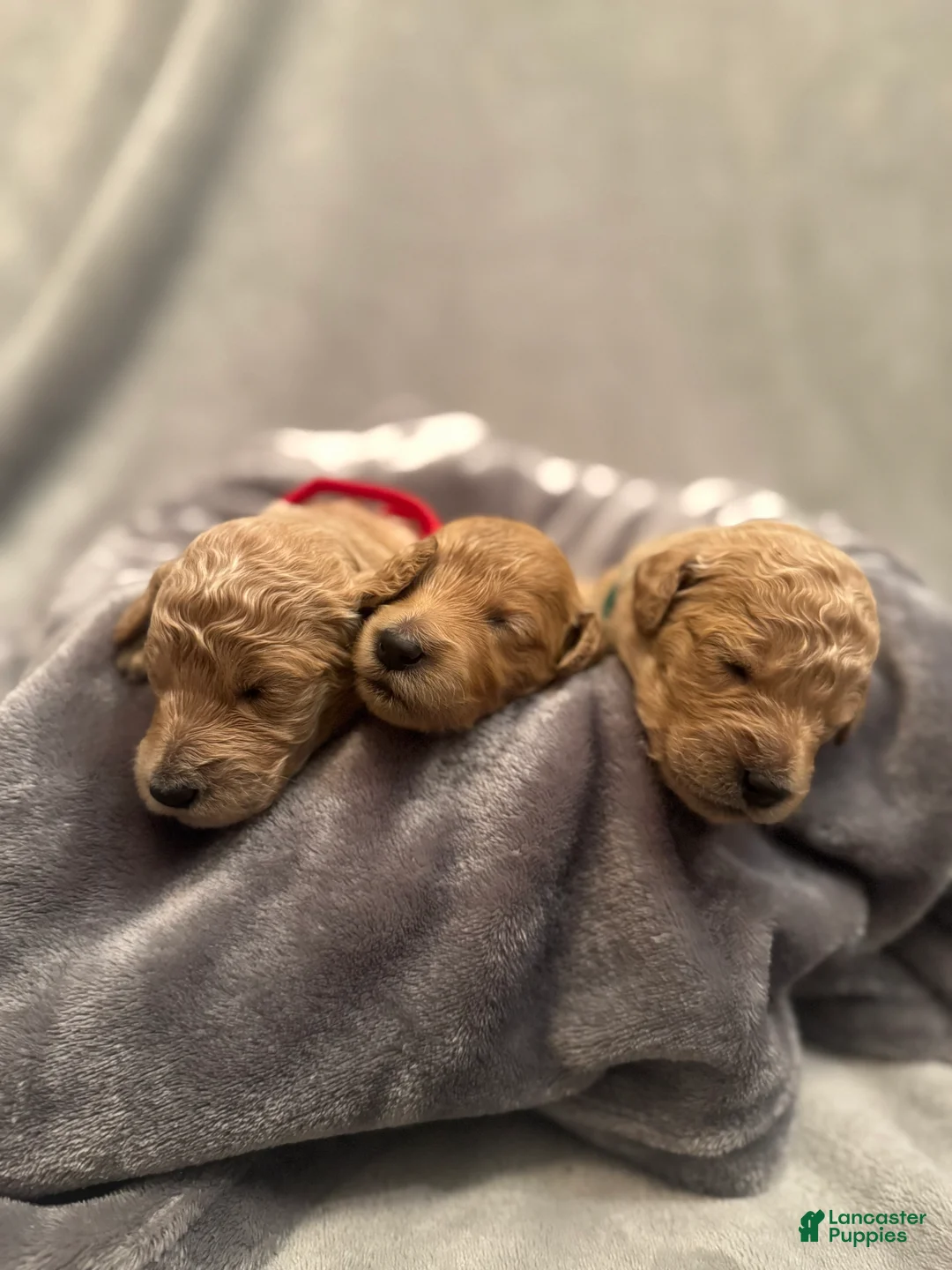 Goldendoodle dogs for sale: Goldendoodle Puppy 5 - Ad 2
