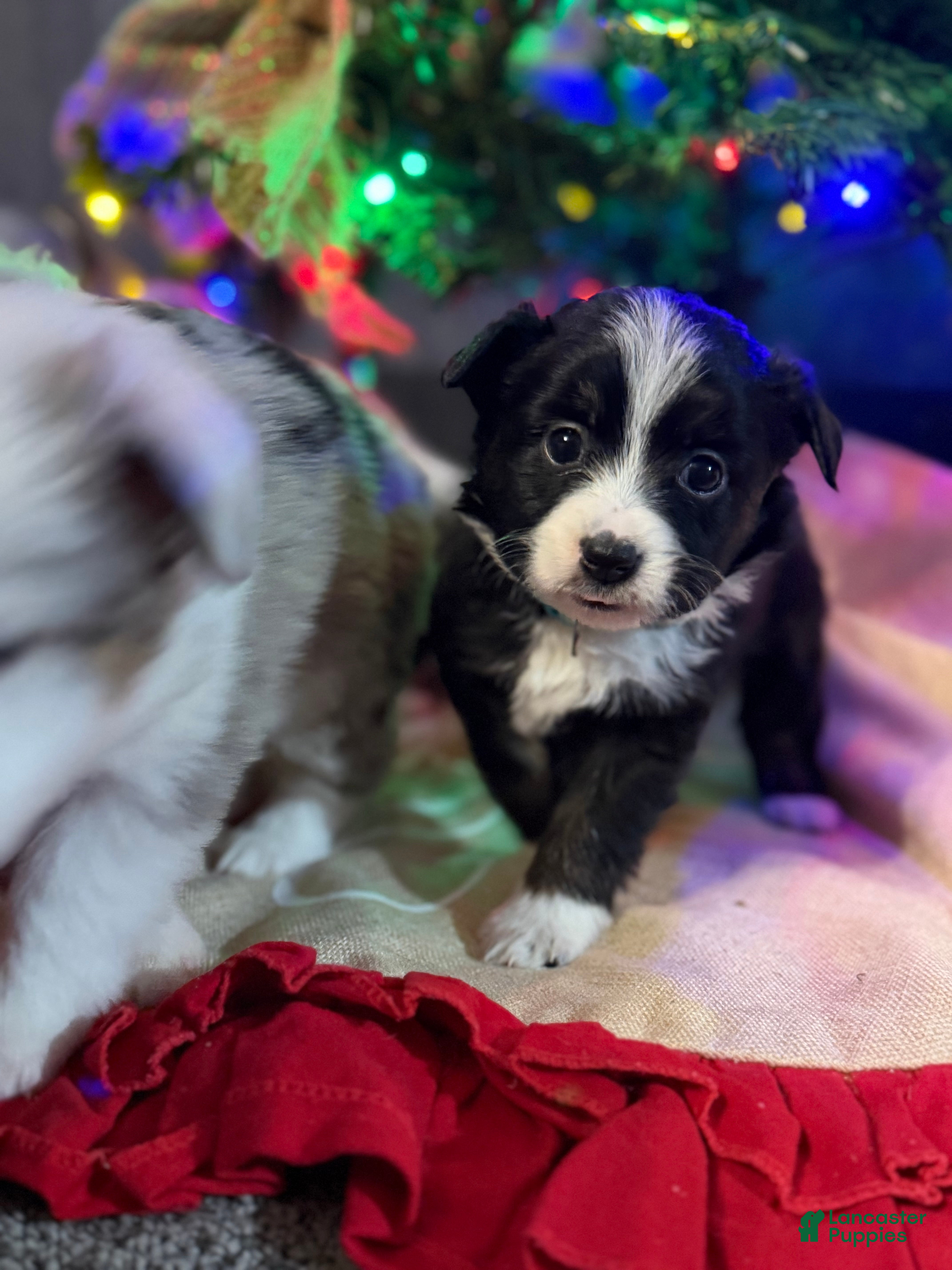 Miniature Australian Shepherd dogs MINT - Ad 34