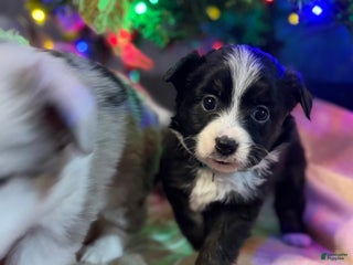 Miniature Australian Shepherd dogs Miniature Australian Shepherd Puppy MINT - Ad 8
