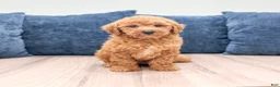 Miniature Labradoodle dogs for sale: Orchid - Ad 1