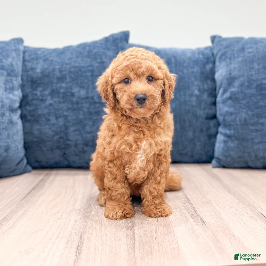 Miniature Labradoodle dogs for sale: Orchid - Ad 1