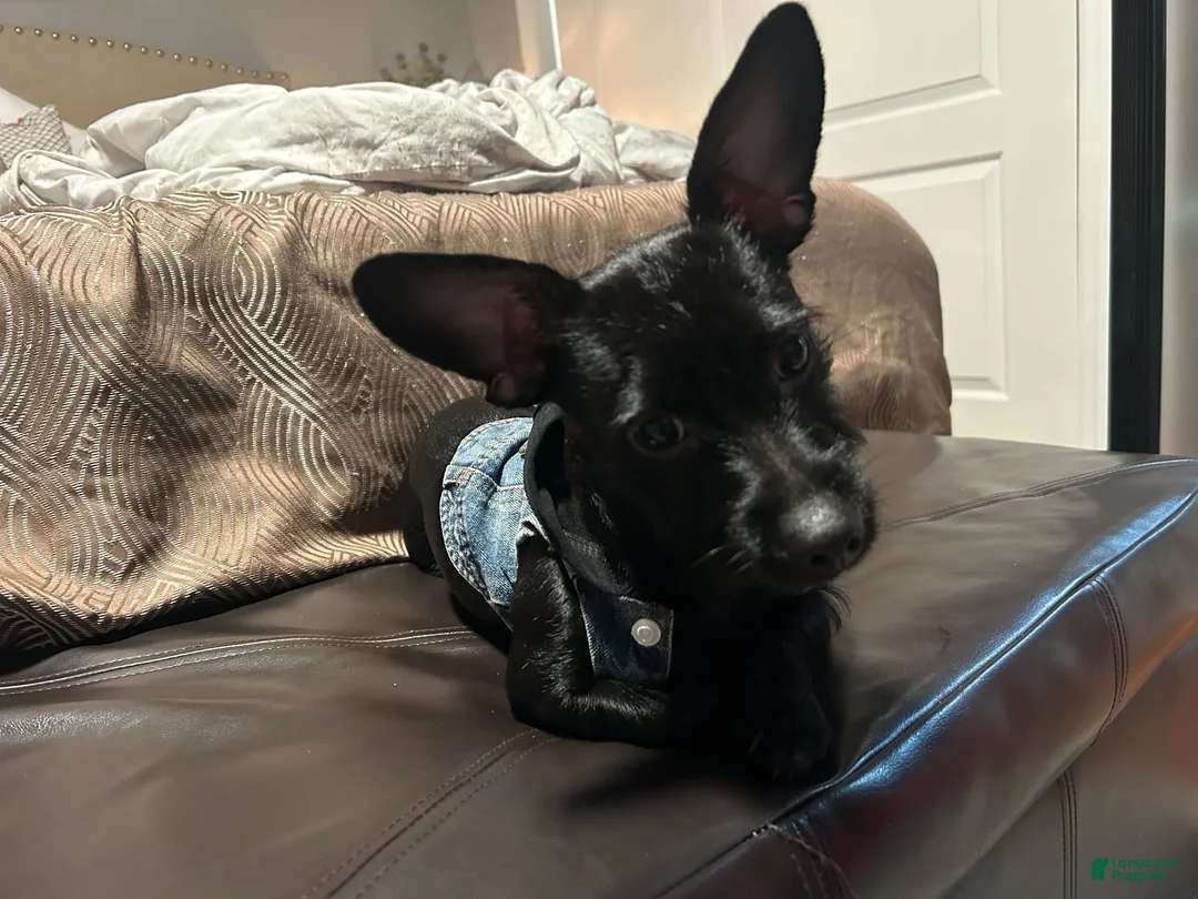 Mixed Breed dogs for stud: Max.. - Ad 2