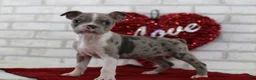 Frenchton dogs for sale: Archie - Ad 5