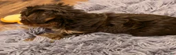 Yorkshire Terrier dogs for sale: Denver - Ad 5