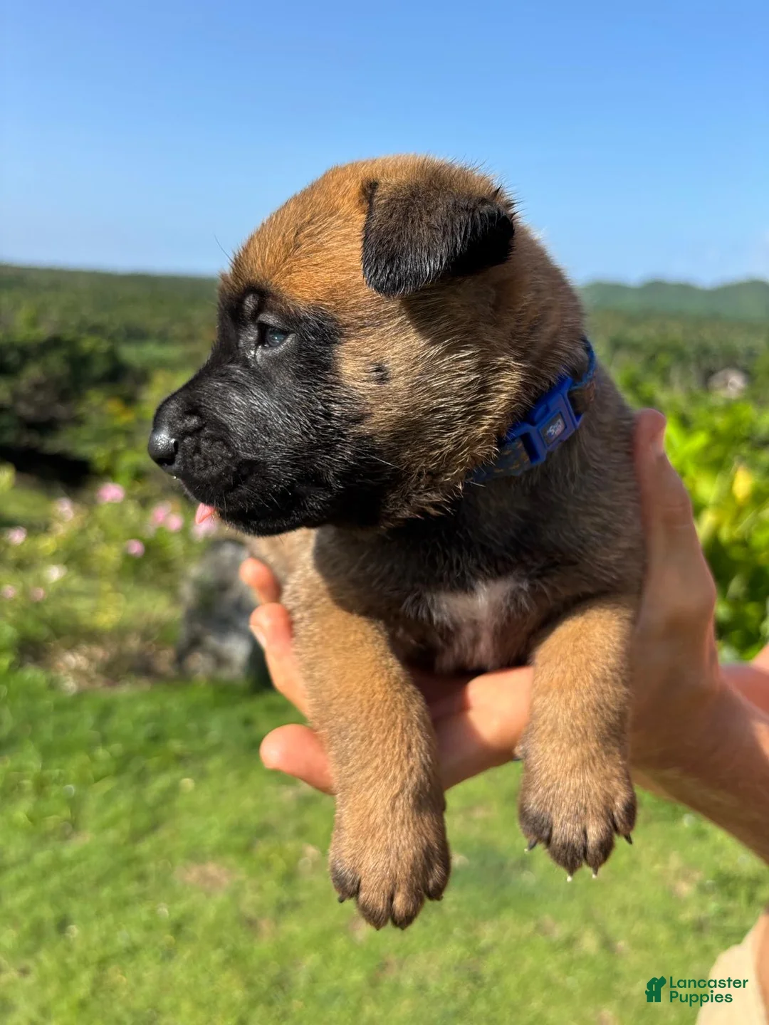 Belgian Malinois dogs for sale: Belgian Malinois 2 (Gruby aka Fatty)  - Ad 2