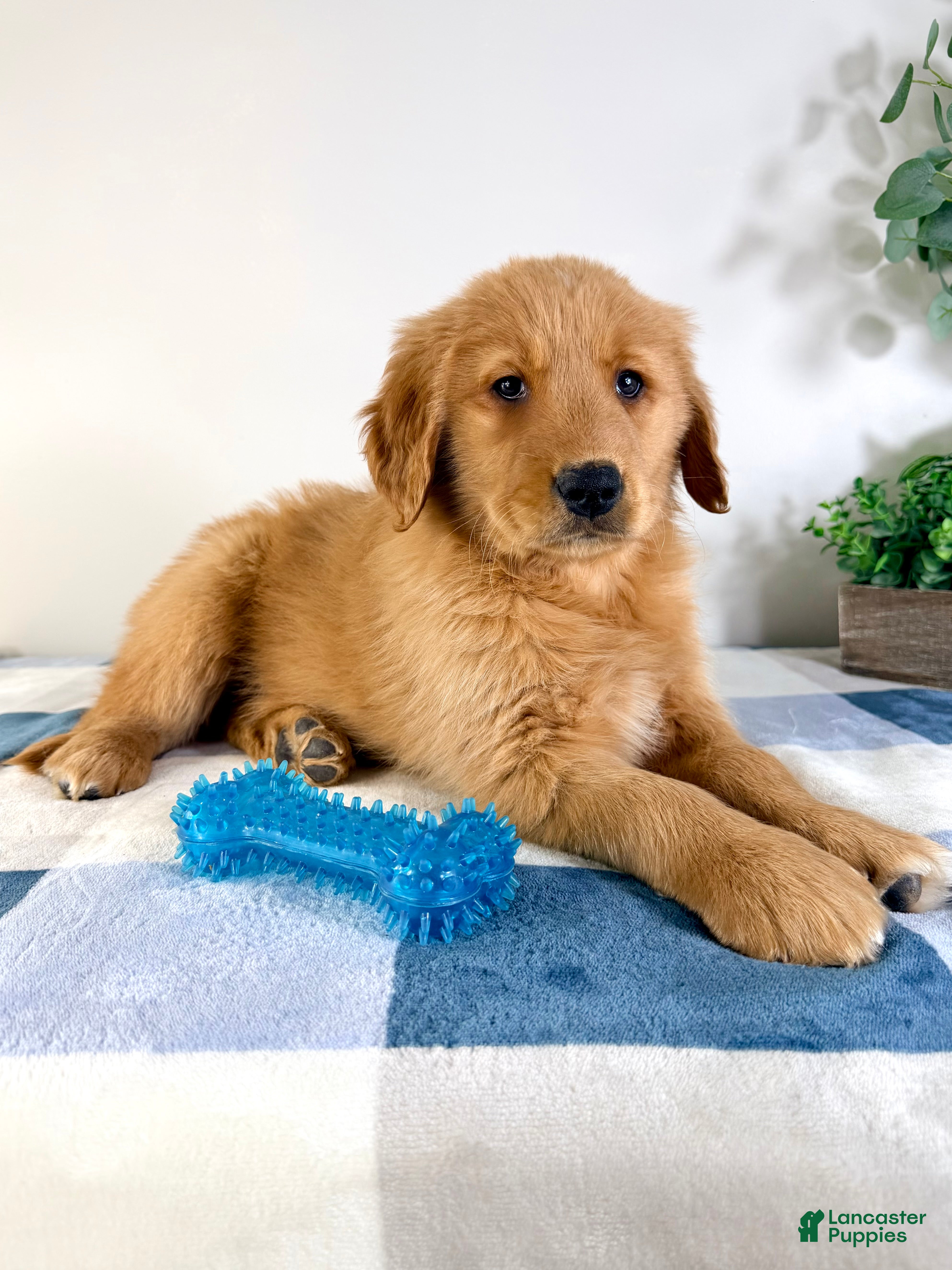 Golden Retriever dogs Georgie - Ad 27