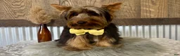 Yorkshire Terrier dogs for sale: Miles - Ad 3